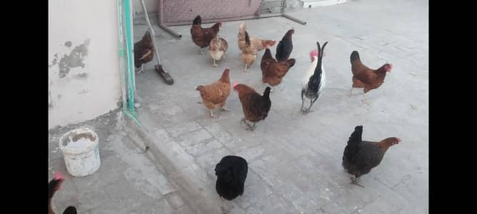 Desi Golden Misri Murgiaan (Pure Ghar ki  Hens)
