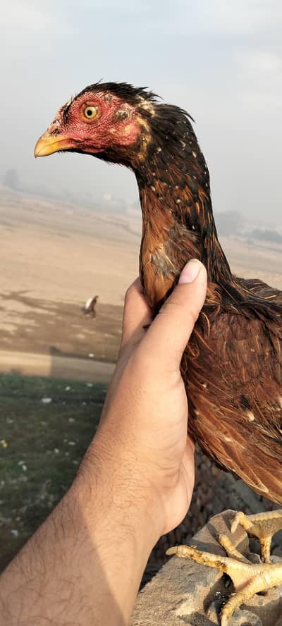 Band gaddi Male or mianwali madi