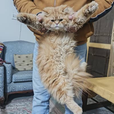 10 Months Old Persian triple coat male