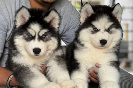 husky puppies 03425137217