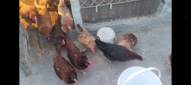 Golden Desi Misri Murgiaan for Sale(Pure Home)