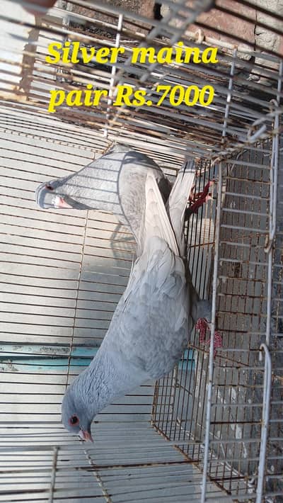 multani maina pigeons pairs
