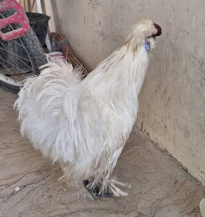 SILKIE AVAILABLE