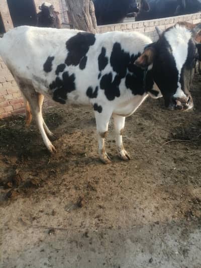 cow for sale