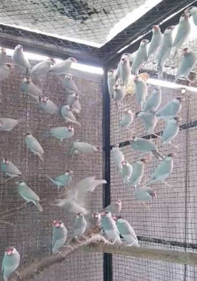 Dark color Silver java breeder pairs available 1500
