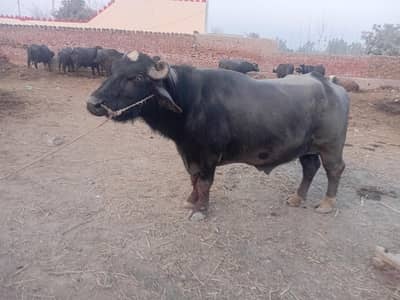 chota for seal wazan 9 mun ka