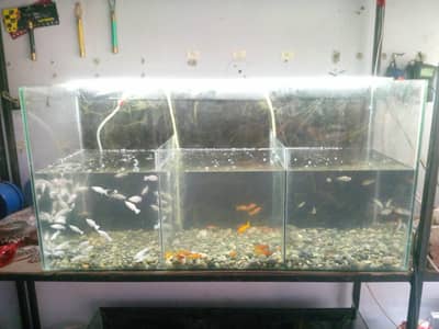 fish Aquarium
