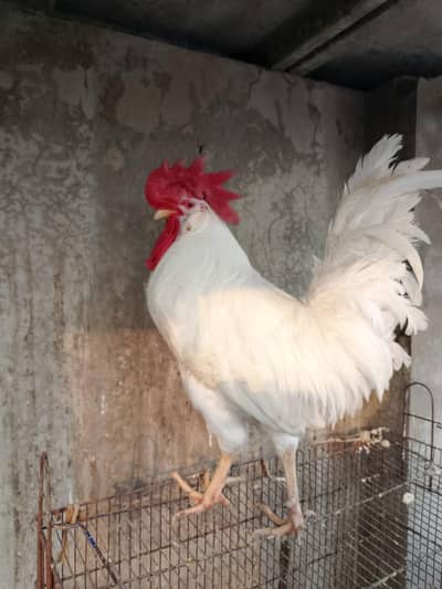 local Desi egg laying hens for sale