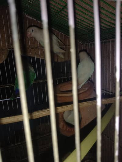 Full Breeder 2 Pair , Eggs diye howy han