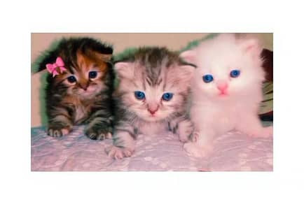 high quality kittens | Punch face kittens | Persian cat | cute Triple