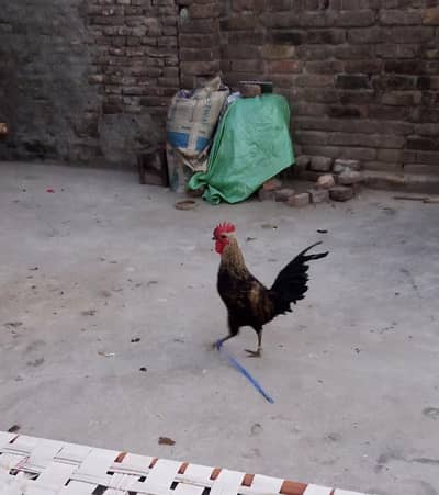 Golden desi murga Gao ka pala huwa