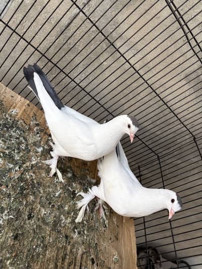 Saxon spot pigeon kabooter fancy pigeon