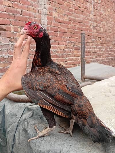 egg laying aseel  murgi available 03350661457