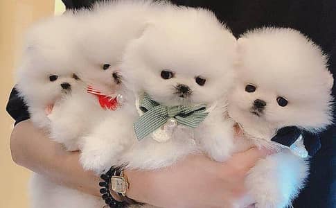 Pomeranian puppies 03111968618