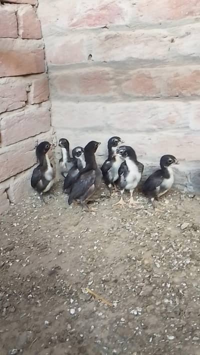 aseel chicks for sale