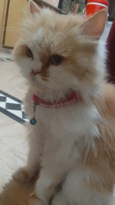 Persian cat female creamy white color