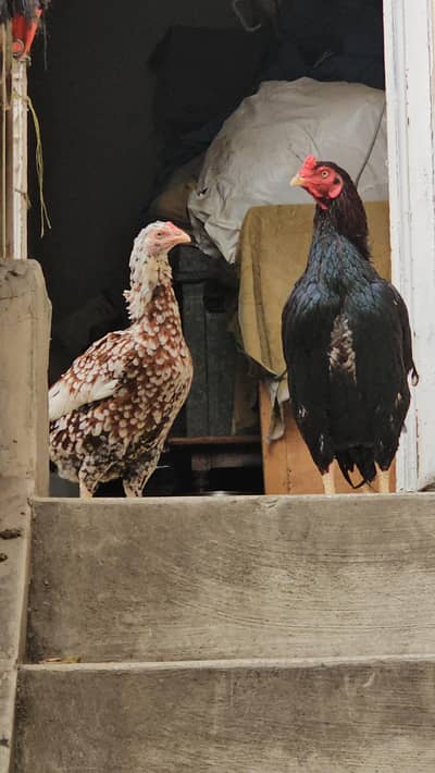 Aseel MIanwali  / Pure Aseel / Mianwali pair / Aseel Hen for sale