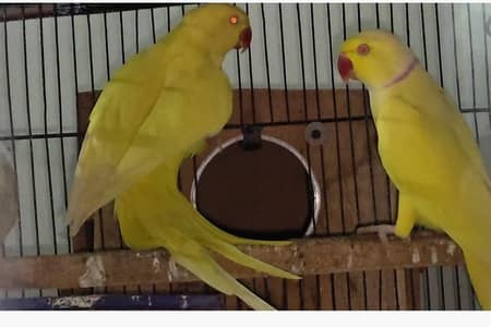 Yellow Ringneck 100% Breeder Pair