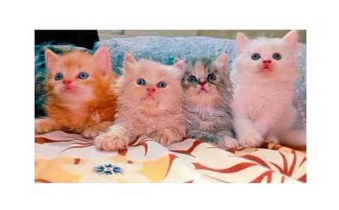 high quality kitten | Punch face kitten | Persian cat | Fluffy kittens