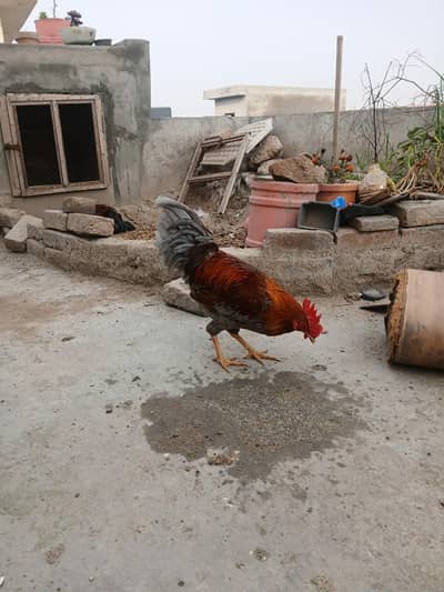 Desi Pure 4 Lehmann Breed Home Breed Murgay