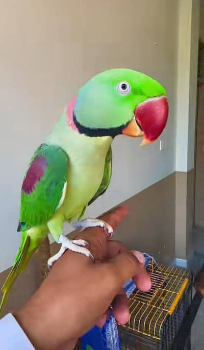 Kashmiri raw parrot for sale