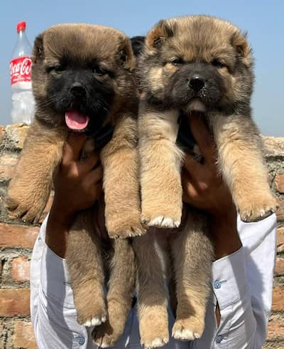 Kangal | kurdish kangal | Turkish kangal | puppies pair |kangal dog