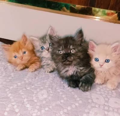 kitten - Punch face - Kittens persian cat - cute tripple - fluffy kity