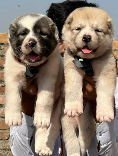 Alabai | King alabai | alabai puppies pair | alabai dog for sale
