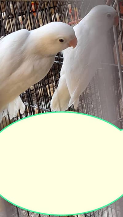 Bird for sale location kumharanwala Multan