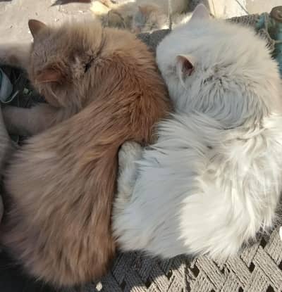 Persian Cat Pair for Sale – Litter Trained & Vaccinated