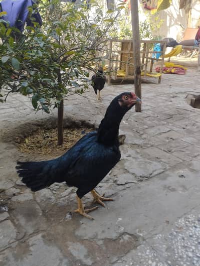 black hen