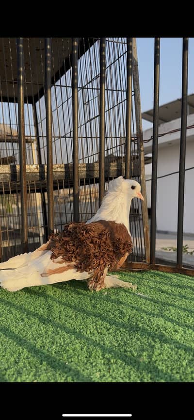 Red saddle frillback Male