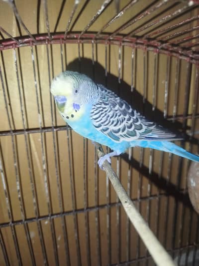 Adult Budgie Breeder Pair For Sale