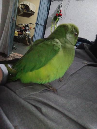 tota for sale handtam urgent sale