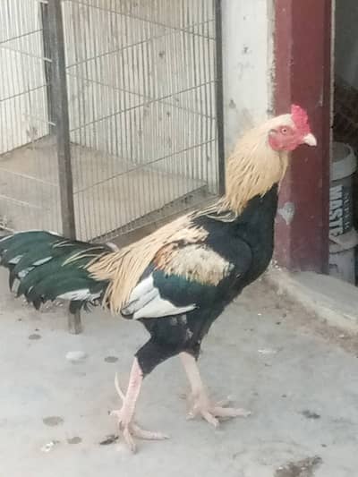 Aseel Male Hen For Sale