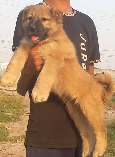 Kangal | kurdish kangal | Turkish kangal | puppies pair |kangal dog