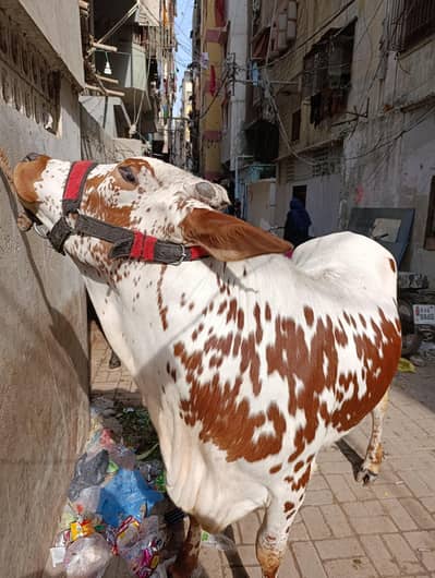 Vaccinated Female Cow for Sale – Karachi