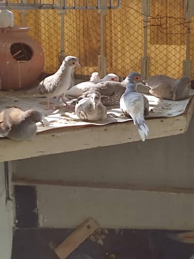 breeder dove for sale