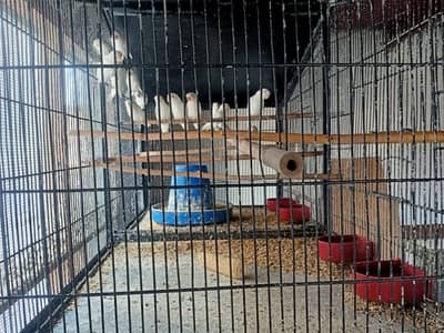 Albino & Creamino Red-Eye Lovebirds / Cockatiel ENO for Sale