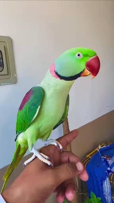 Kashmiri raw parrot for sale