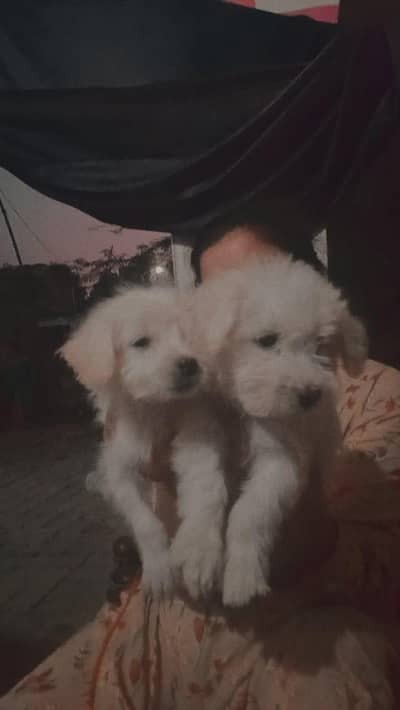 I am selling a cute Dog