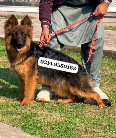 German shepherd proper long coat female 5 month age available