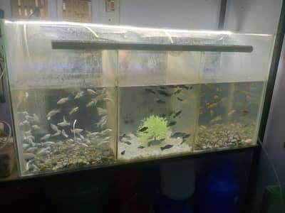 fish aquarium 3ft