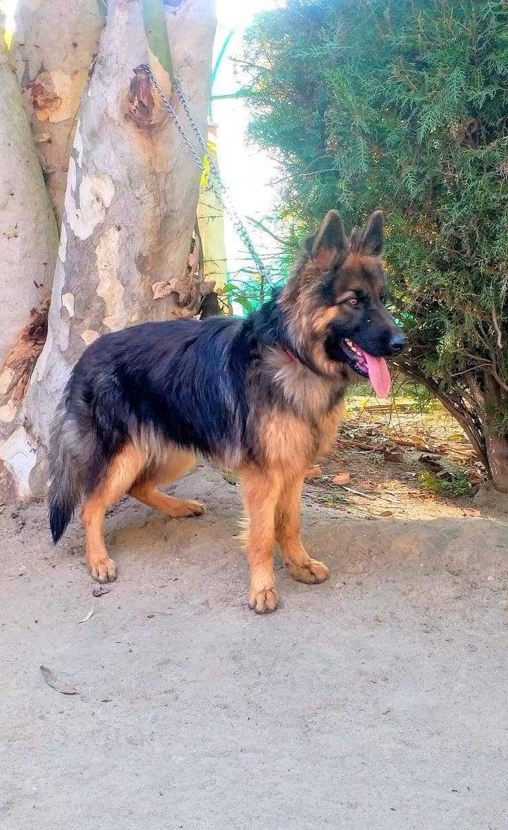 German Shepherd  Long Code 0