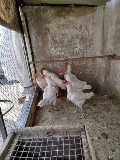 heera aseel male female visit Kar k apni Pasand k lyn bengum bhi