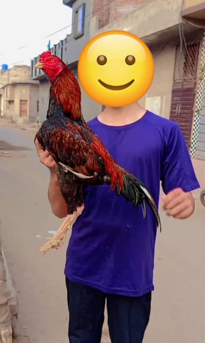 breader aseel murga egg for sale phone number 0318-6155796