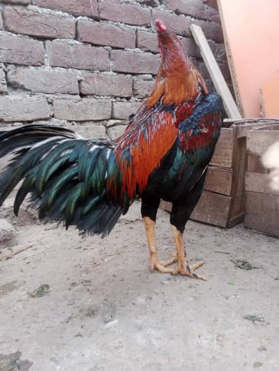 A+++ Aseell male Urgently for sale boht acha murg h
