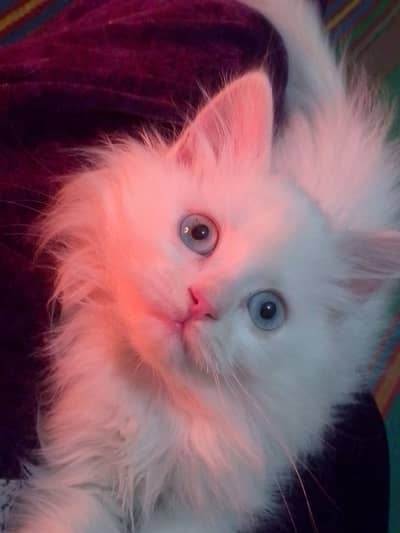 cute persian kittens available