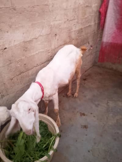 Pure Gulabi bakri 4 dant