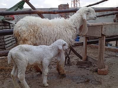 Pure Sindhi sheep chatra/dhomba/Goat